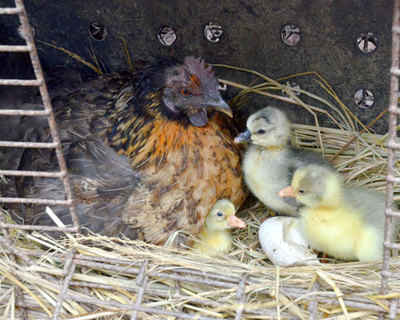 母鸡当“代理孕母”孵出五只小鹅 画面温馨(图)
