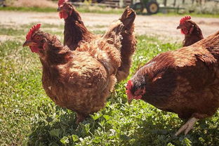 养鸡技术 山地放养鸡的饲养管理