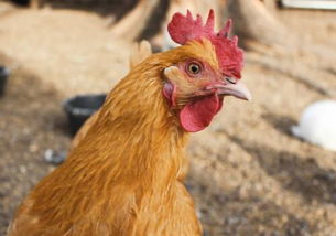 现在养殖山地鸡的成本和利润如何 养殖技术有哪些