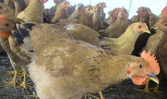 该鸡病低温季节很常见,但不少养鸡户却不知道