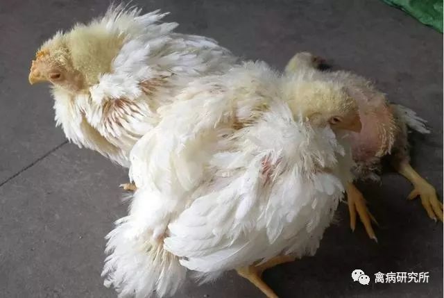 鸡大肠杆菌用什么药好:鸡得了大肠杆菌怎么治疗,鸡大肠杆菌防治
