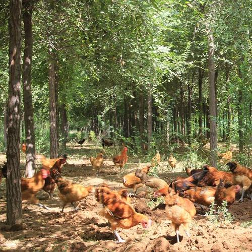 林下散养公鸡 溜达鸡 品质生鲜 净重2斤以上-惠买千乘优品
