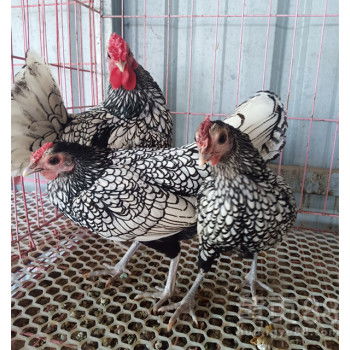 【出售观赏鸡图片纯种婆罗门鸡价格小婆罗门鸡饲养方法】- 