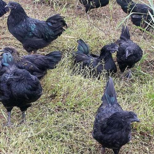 江山特产|真正散养的黑乌鸡|林间慢养300天以上|净膛约3斤 - 吉耕厨房