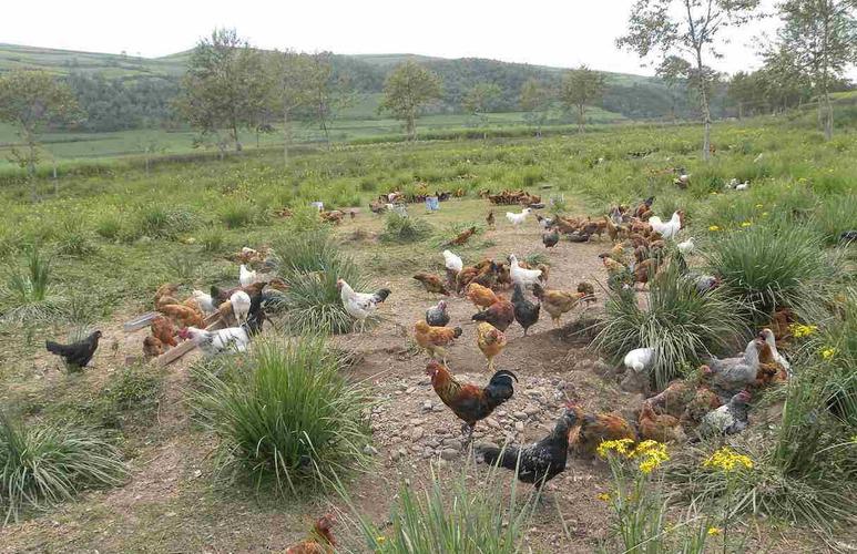 农村人把鸡散养,土地就变得"光秃秃"的,这是因为啥?_网易订阅