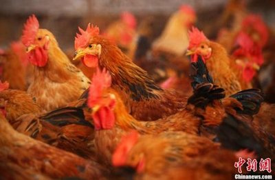 南京9日起禁止饲养鸡鸭鹅等家禽家畜 涉农除外