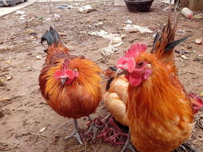 新奇 你见过戴 眼镜 的鸡吗 贵州就有一群 眼镜 鸡,村民还靠它们脱贫